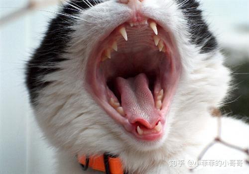小猫口角炎什么症状 知乎