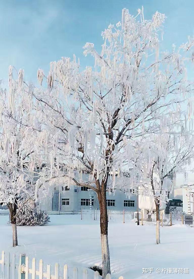 沈阳什么时候下雪你镜头下的雪日沈阳是怎样的