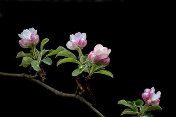 19种海棠就有19种风格 每一种都美到了极致 知乎