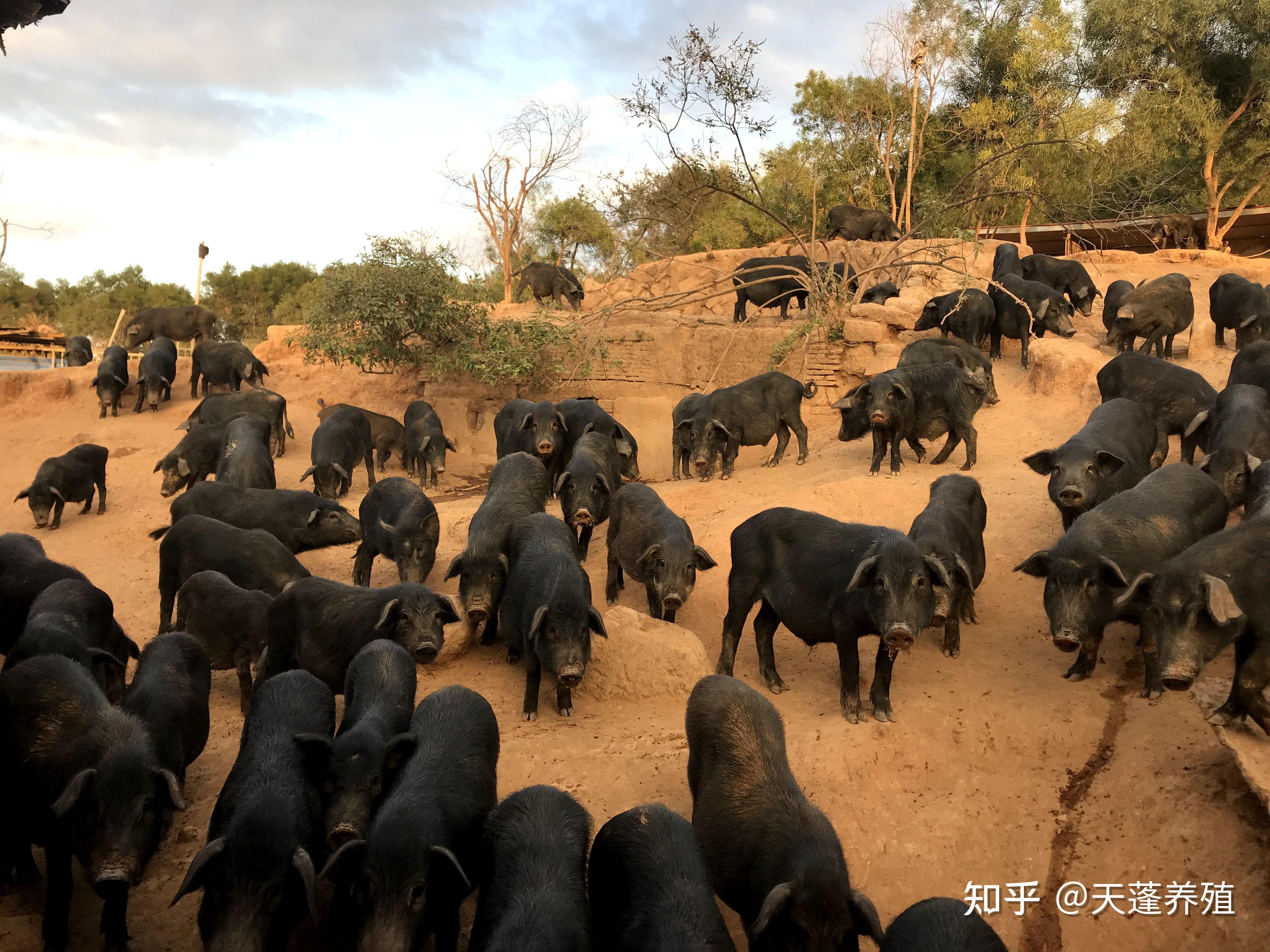 藏香猪饲养管理技术分享 - 知乎