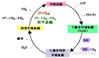 甲硫氨酸、同型半胱氨酸代谢异常引发严重疾病! - 知乎