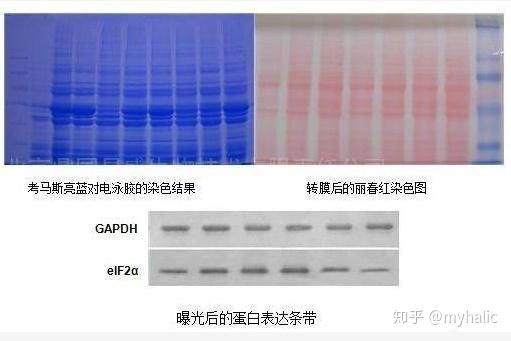 教你如何进行wb实验