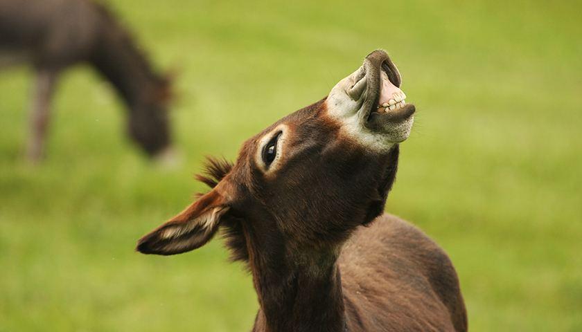 开头之所以用"犟驴",一方面告诉一些准备入坑的知友不要执迷于xxx公司