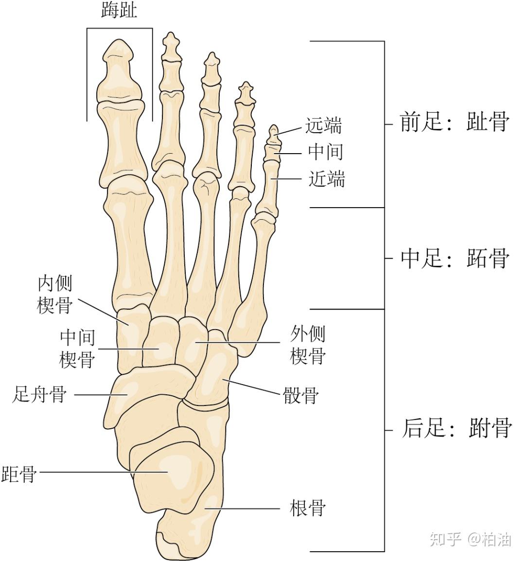 足部骨骼解剖口诀图片