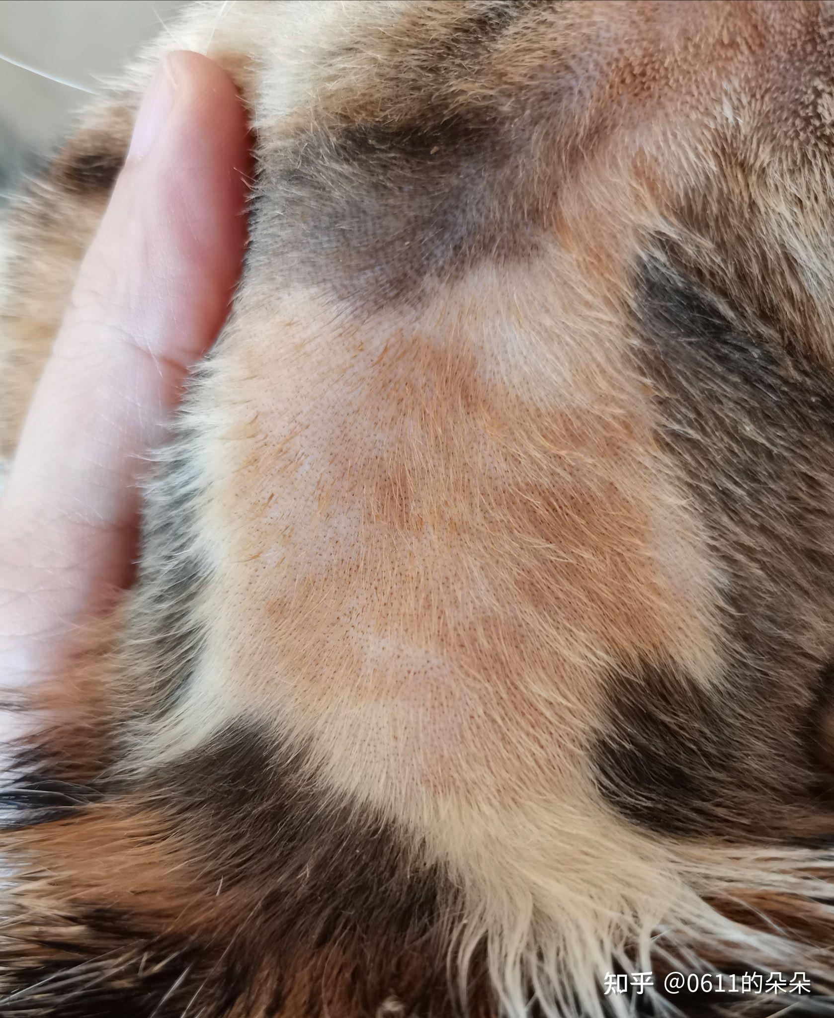 我用几十块治好了我家猫的猫藓 黑下巴 趾间炎 - 知乎