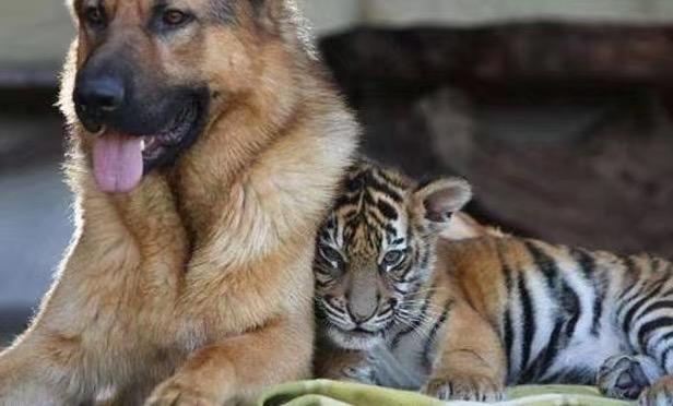 如何注册韩国设计网站clipartkorea.co.kr啊?