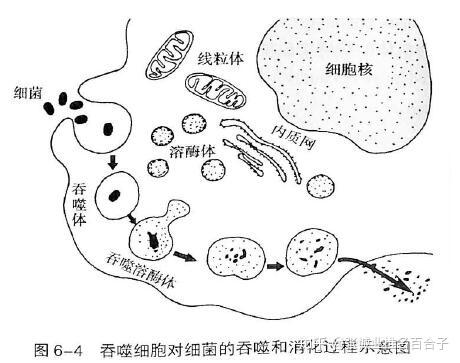 革兰氏阳性菌手绘图片图片