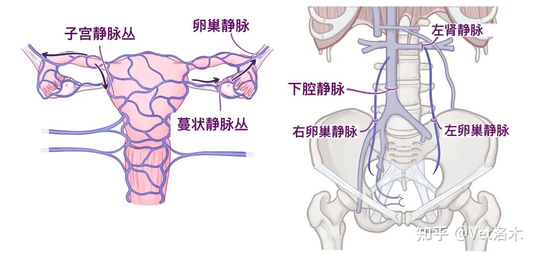 人体解剖学基础——女性生殖系统 - 知乎