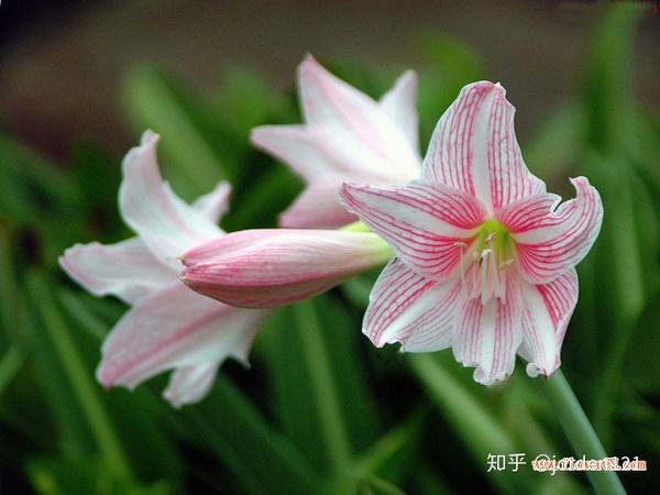 白百合花的寓意 满天星花语和寓意 白百合花代表什么含义