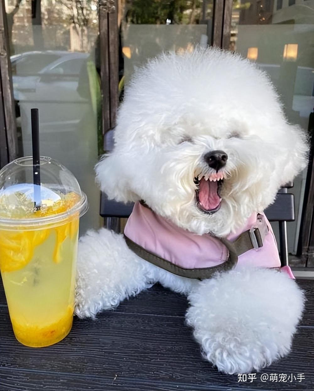 观看一波可爱的比熊犬日常生活照吧