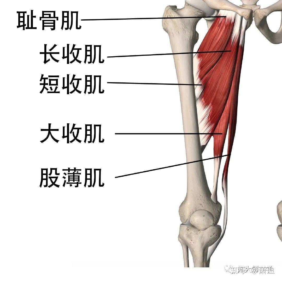 干货图鉴 | 下肢神经的组成及走行汇总，轻松搞定腰腿疼！__中国医疗