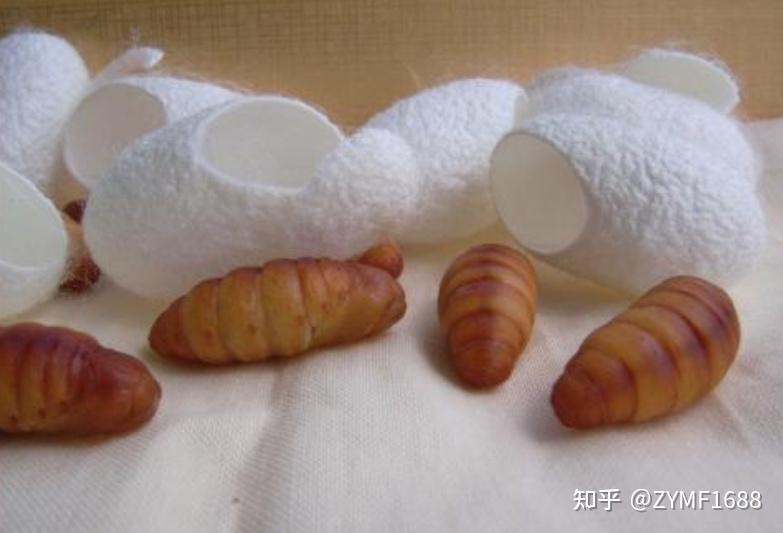 今天儿子在家里看科学视频,讲的就是关于蚕的一生.