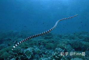 蛇是两栖动物吗 v2-3db69340a364d8efab44072677215c5d_b.jpg