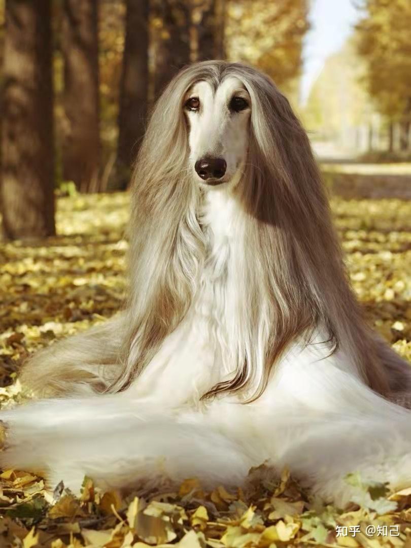 阿富汗猎狗(英语:afghan hound)是一种猎犬,也是最古老的狗品种之一