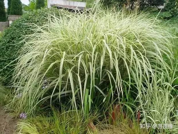 60种 · 花境植物 - 知乎