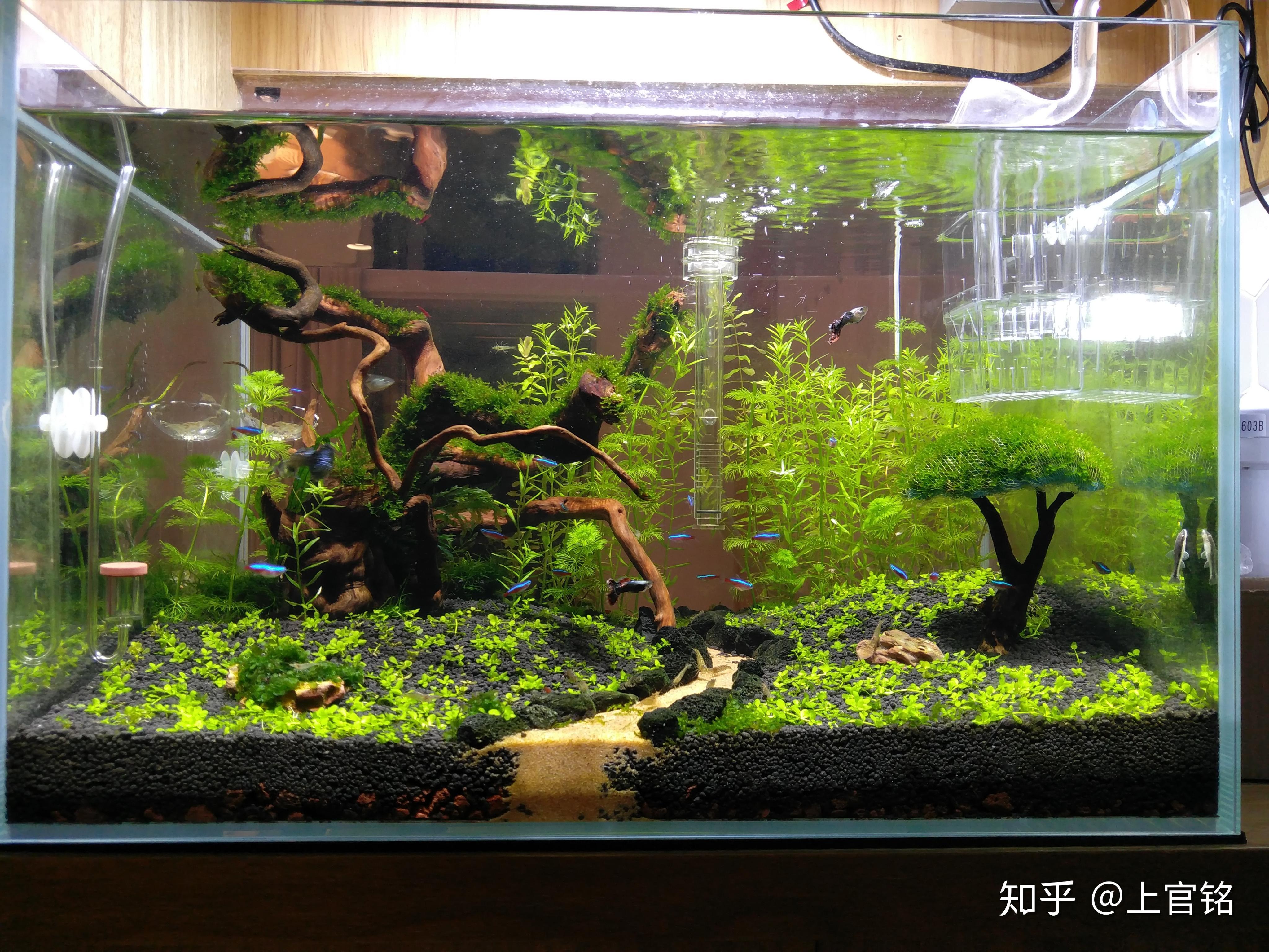 小型水草缸造景大全 搜狗图片搜索 小型水草缸造景大全 搜狗图片搜索