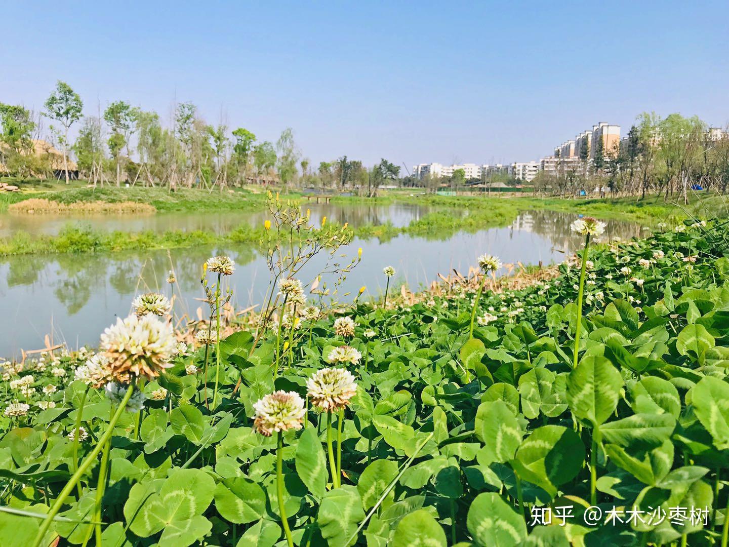 成都中和溼地公園花開草綠藍天白雲重要的是人還少