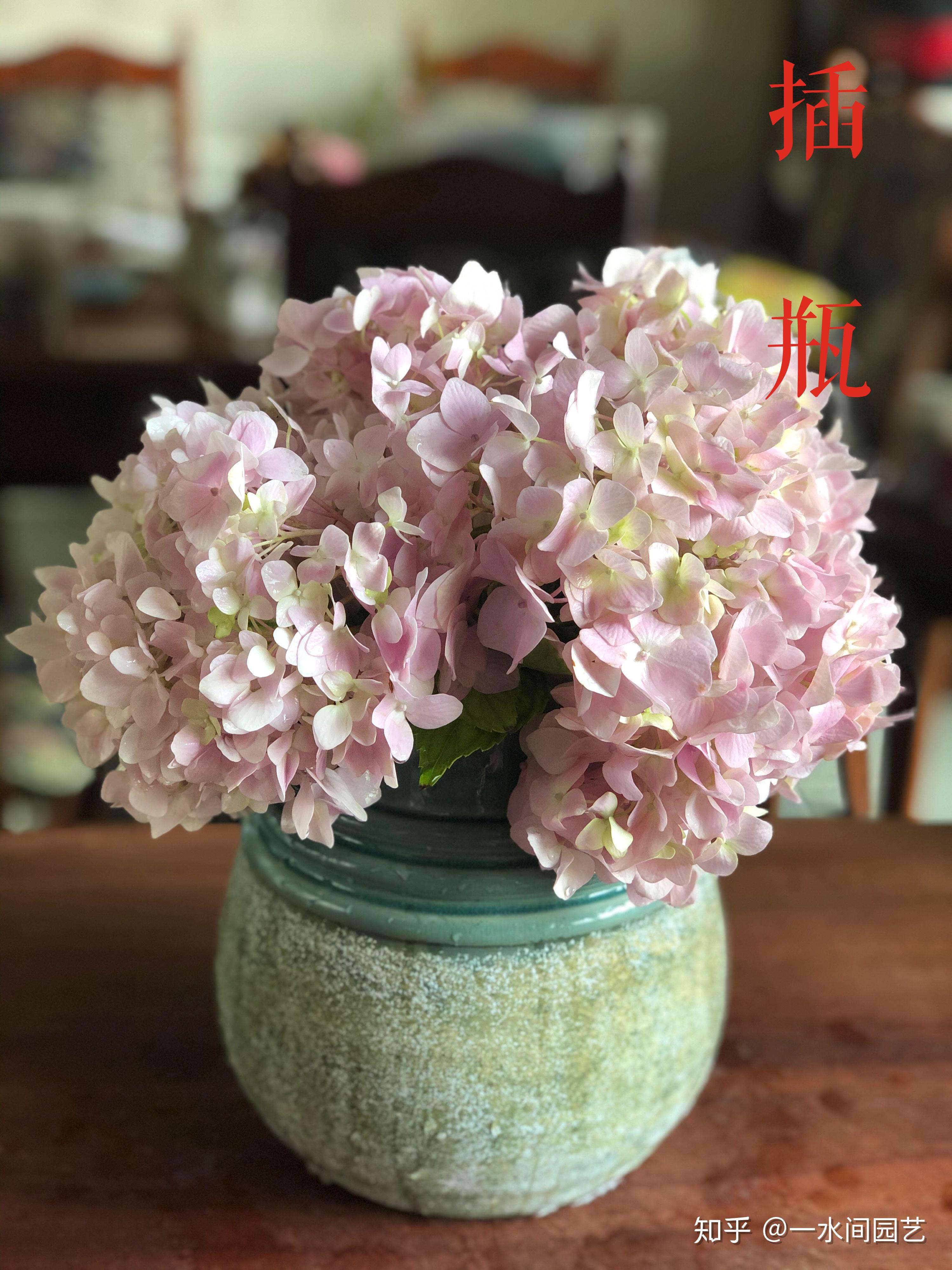 绣球鲜切花懒人的养护教程