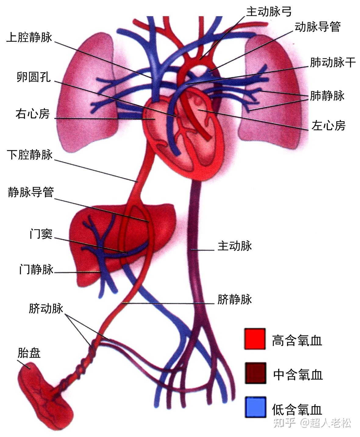 明明白白做超声23-1:妊娠期超声多普勒检查基础 - 知乎