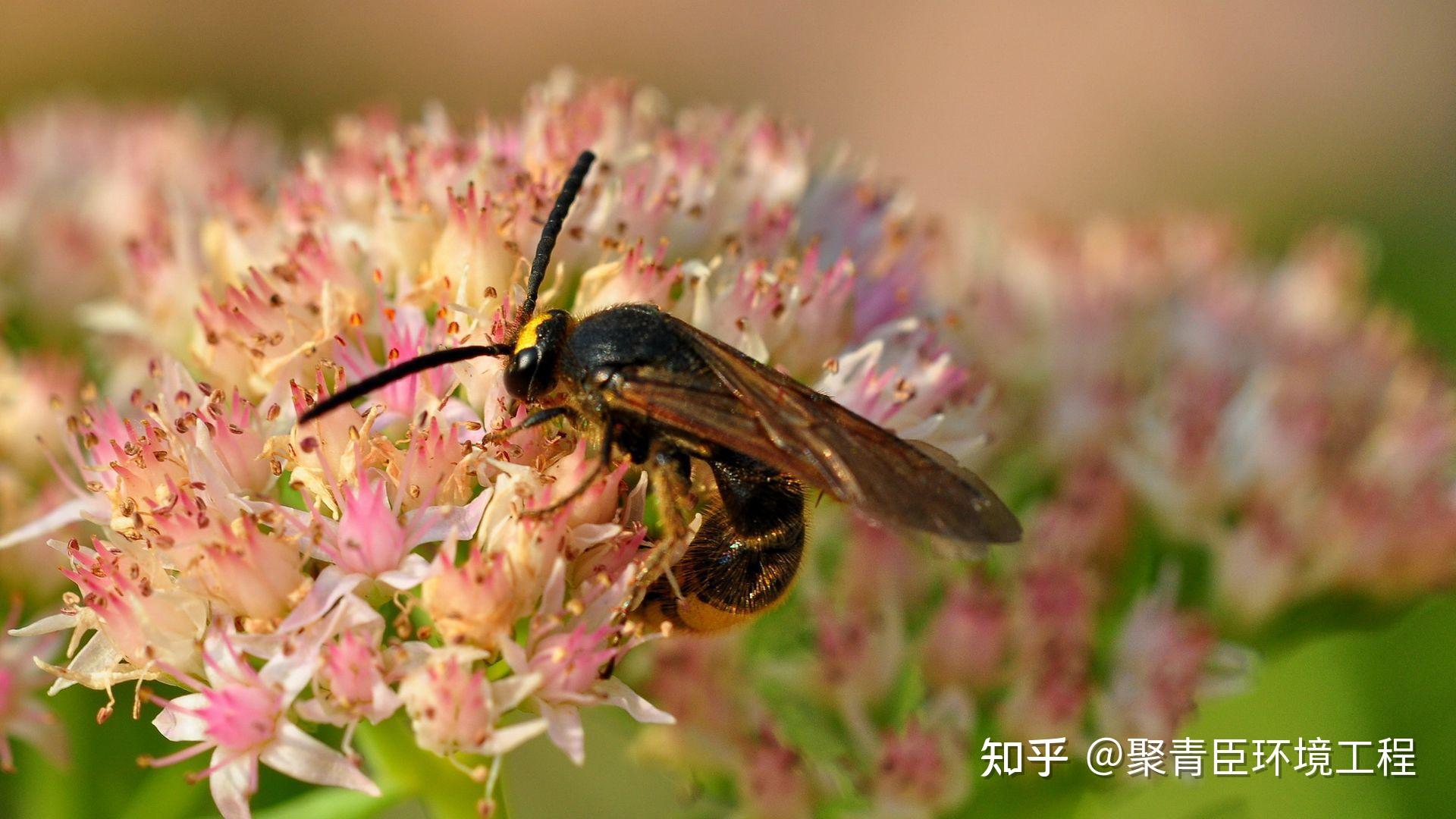 怎么判断蜂针在不在（被蜂蛰了找到蜂针的方法）-趣蜜蜂