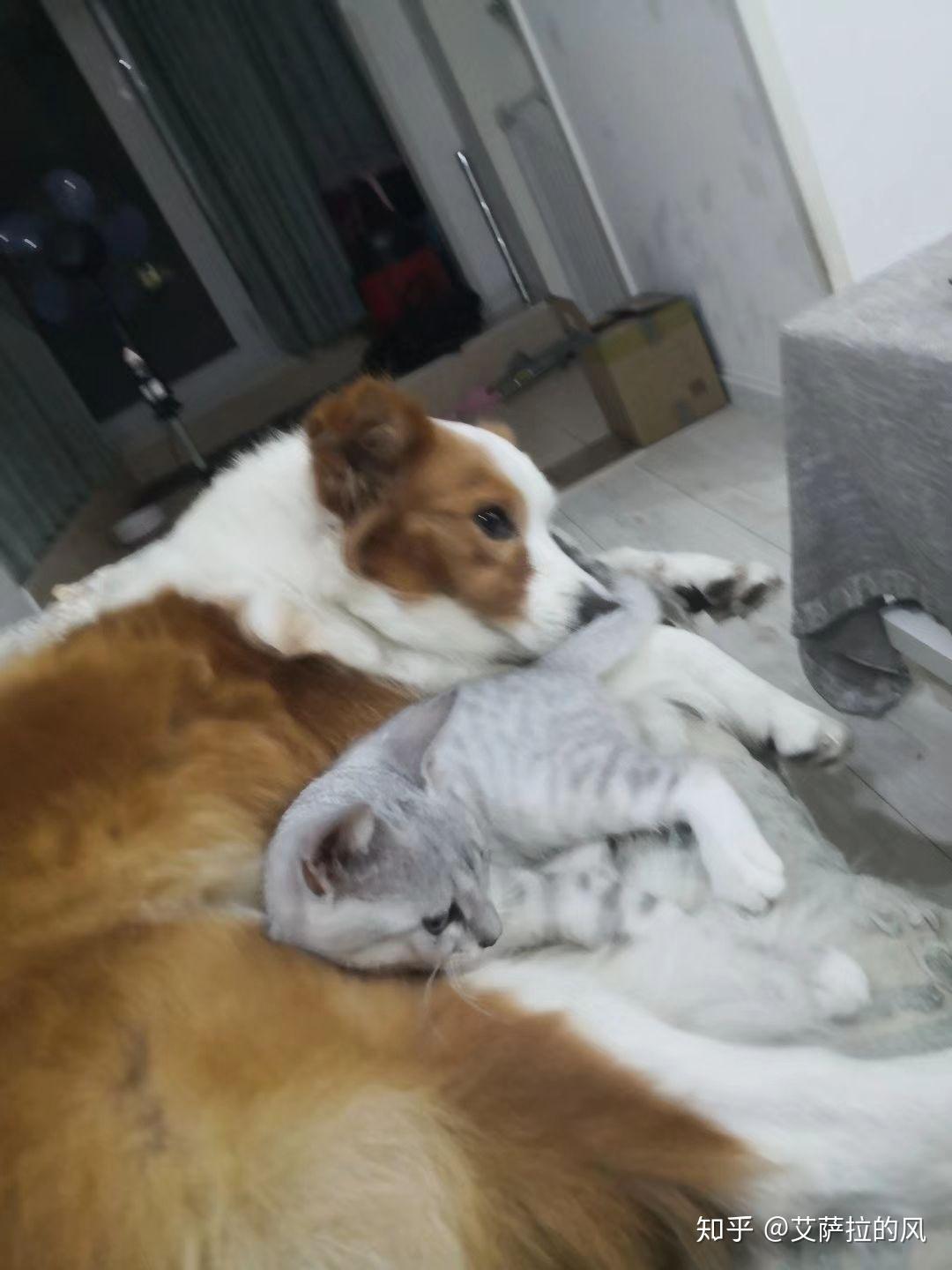 狗和猫哪个更容易养 v2-3de0c67a3cd49a145ce99a80dbf4c44d_r.jpg