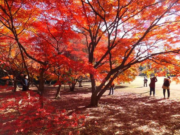 快问快答 18关于日本 红叶狩 你想知道的都在这 知乎