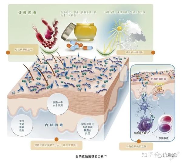 皮肤微生态的炎症性皮肤病和衰老 - 知乎