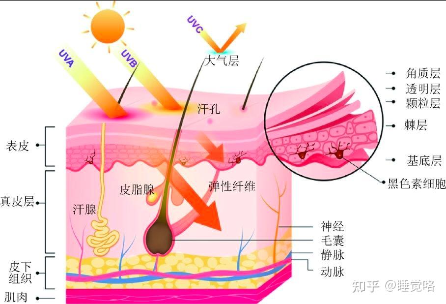 皮肤光老化 - 知乎