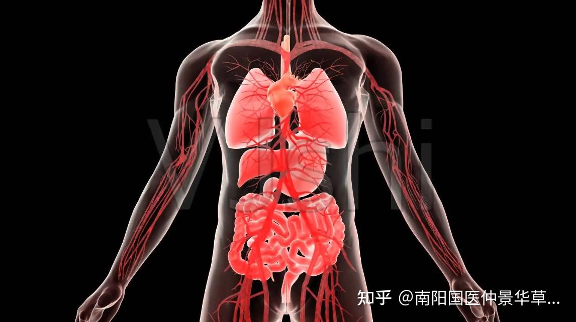 华草香艾小课堂五脏六腑密不可分的关系