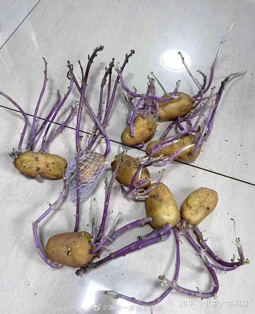 上海市民收到腐烂蔬菜