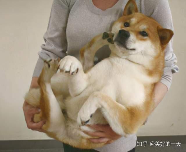 狗为啥总是抱腿 v2-3dfbc55eb3a61c7a0421321794885e3d_r.jpg
