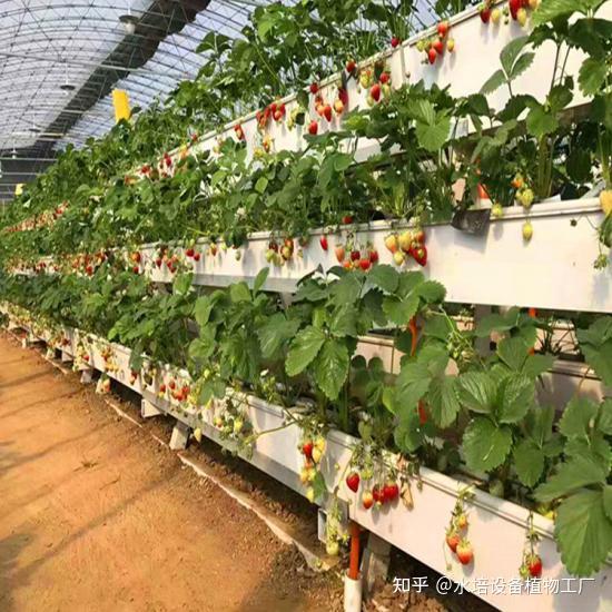 空间利用率高的立体种植农业,这些实用的无土栽培设备你用过吗? - 知乎