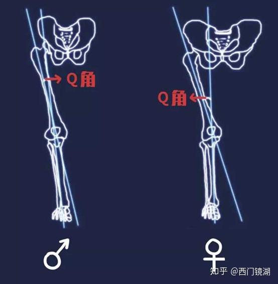 认识我们的膝盖 - 知乎