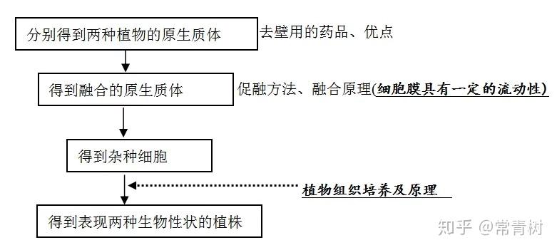 植物体细胞杂交的育种原理是什么_植物体细胞杂交(3)