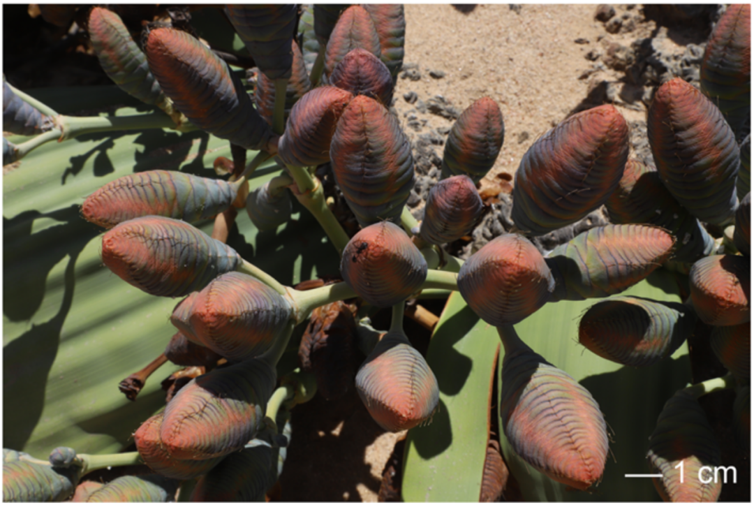 沙漠中的百岁兰——存活千年的奥秘 - 知乎