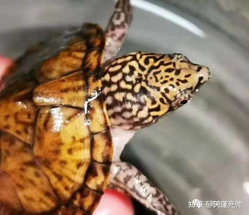 深水小老虎-虎纹麝香龟 - 知乎