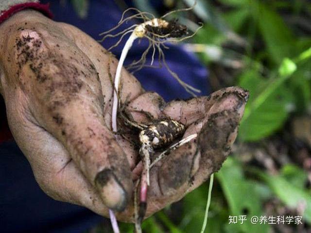 "元芦须木根"中含有极易被人体吸收的活性氨基酸和蛋白质,在强肾固精