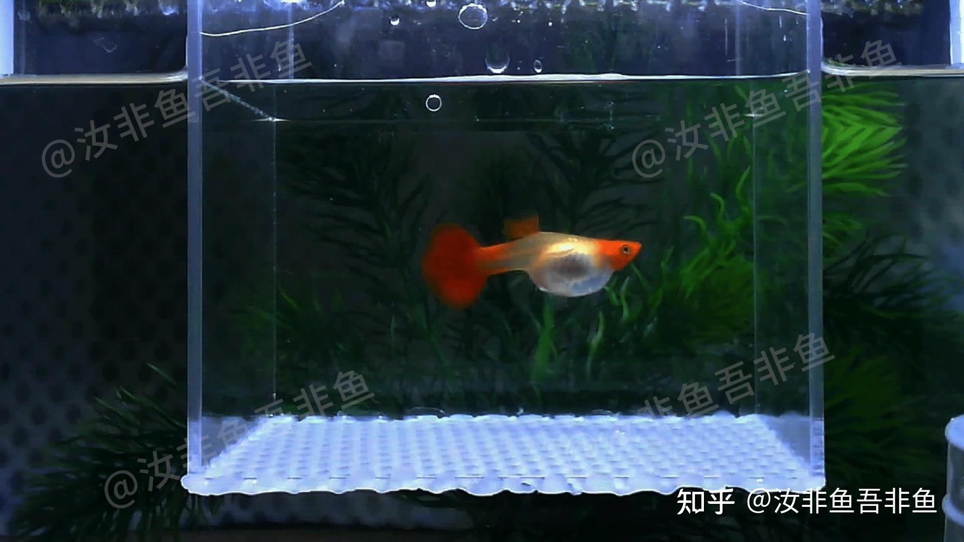 孔雀魚生小魚前兆這兩點很關鍵孔雀魚繁殖前的特徵和表現