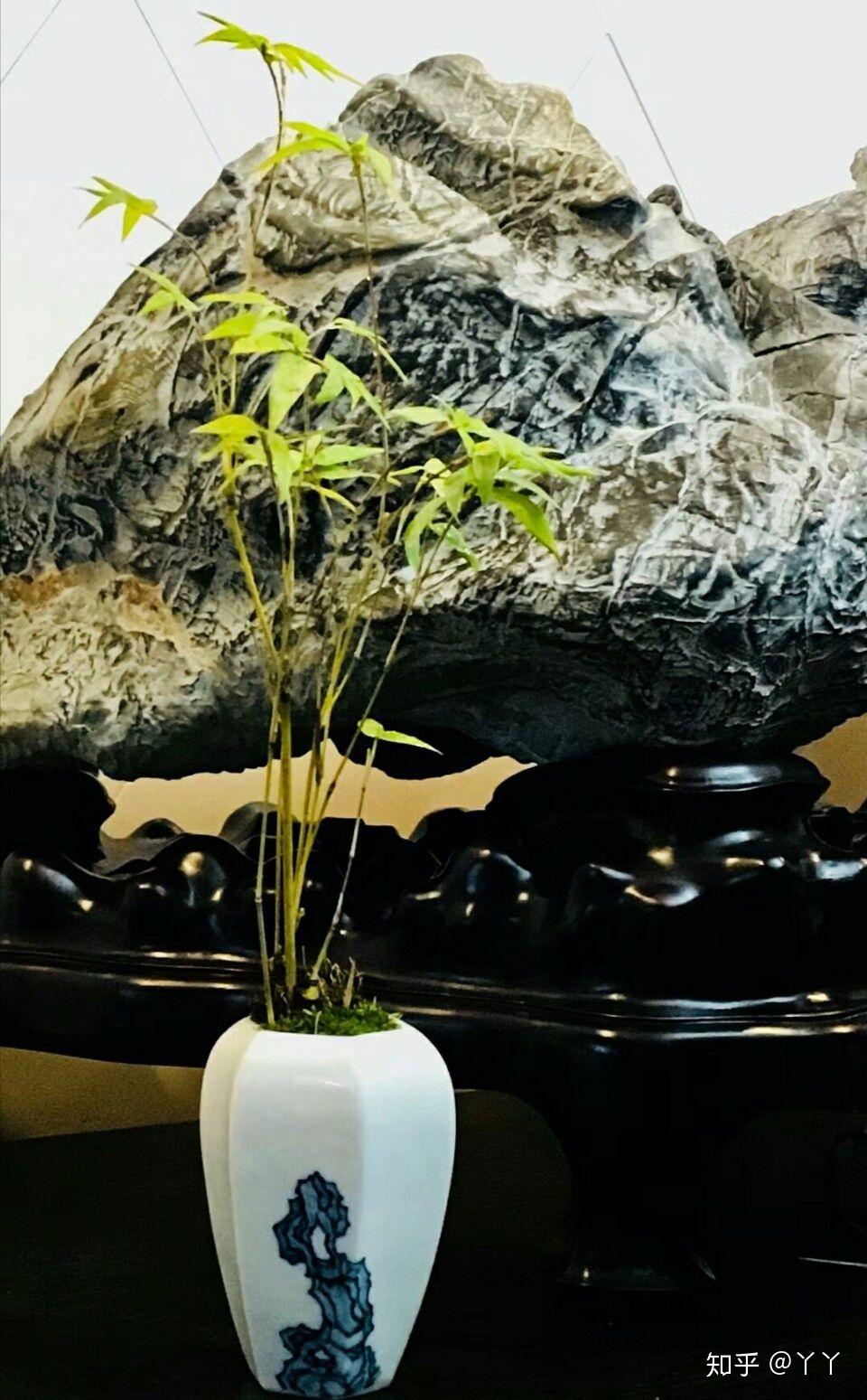 日本黑竹 - 知乎