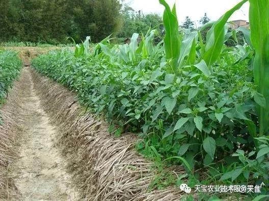 30种常见作物间作套种大汇总! - 知乎