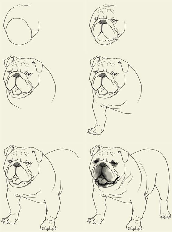 零基础如何画动物 以 狗狗的画法为例 知乎