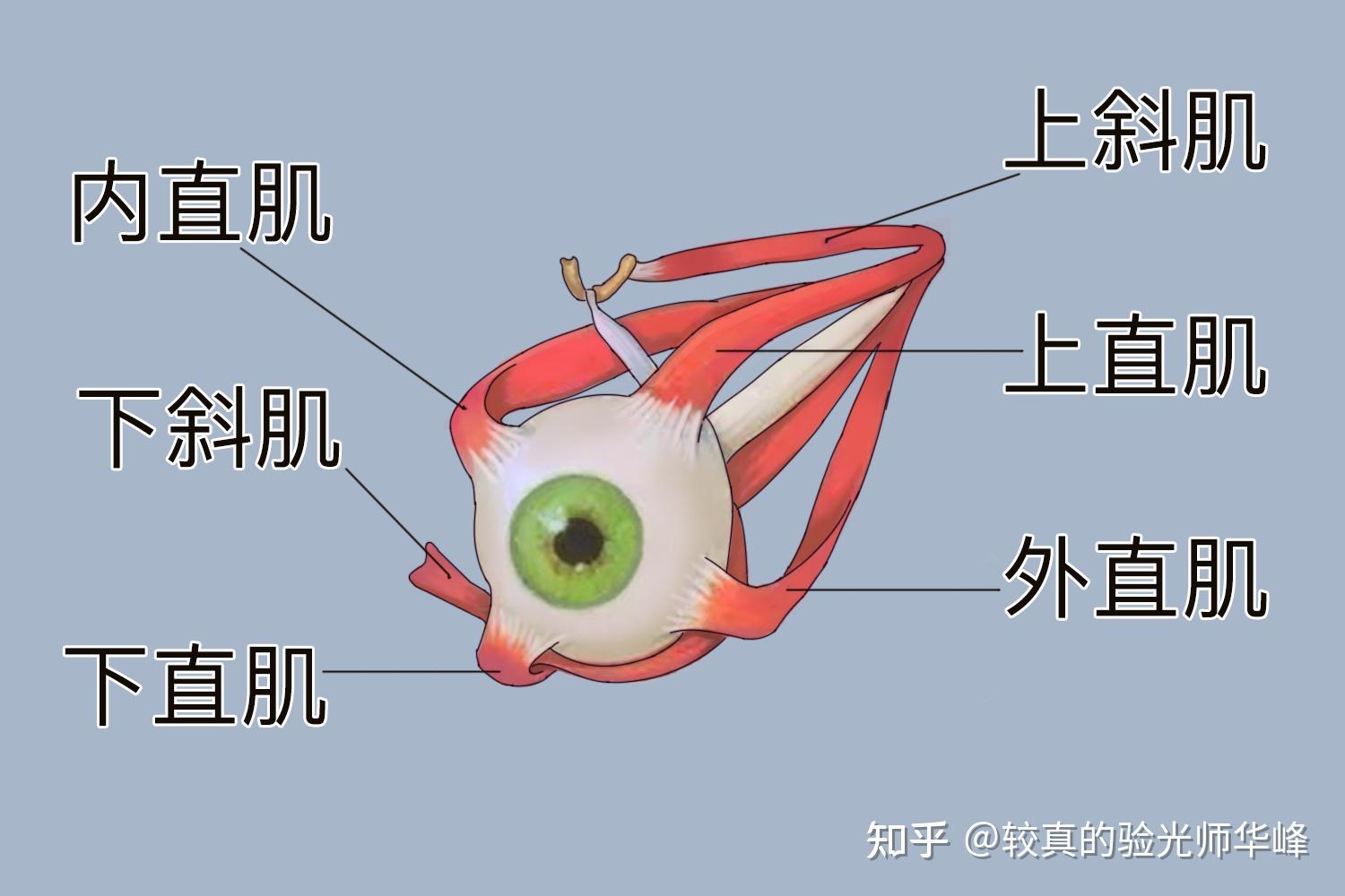 第一节,你真的了解近视吗?什么是后天性近视?形成原因?