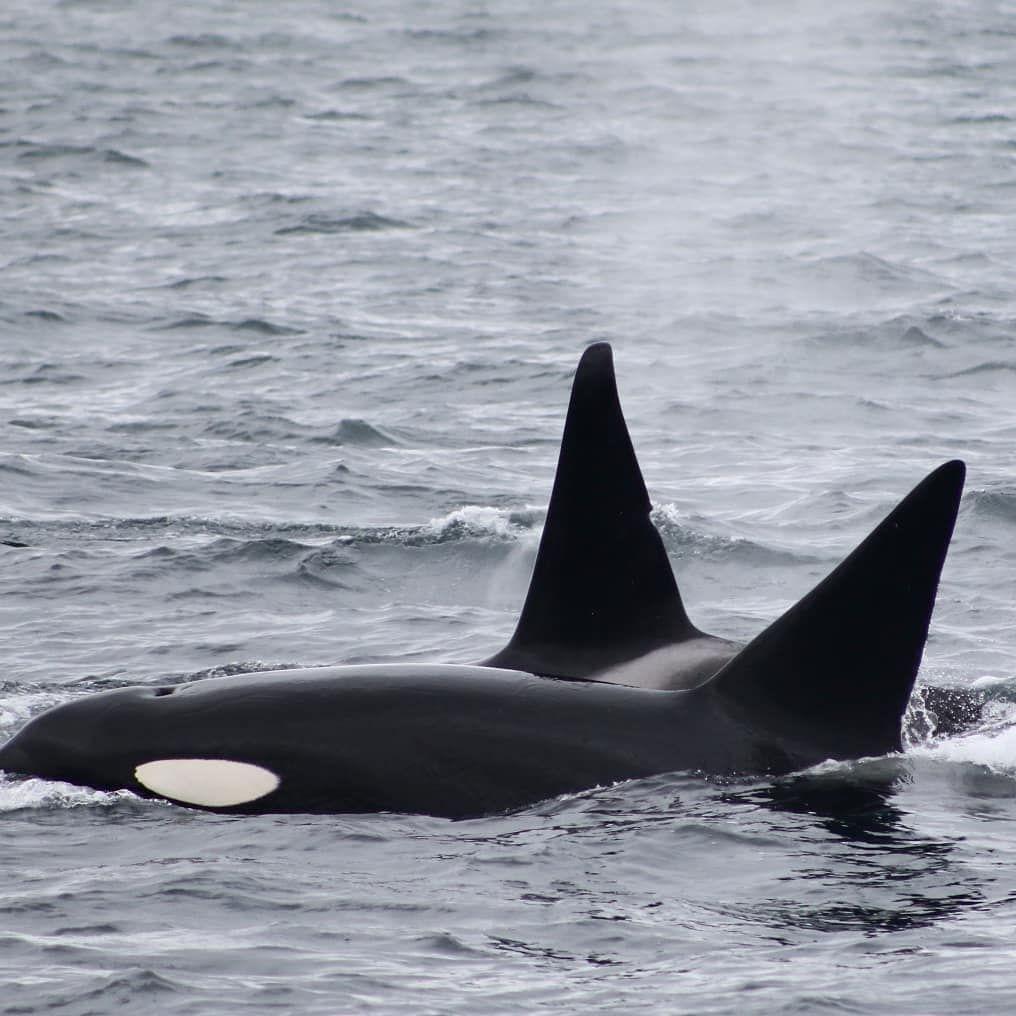 有什么好看的虎鲸图片