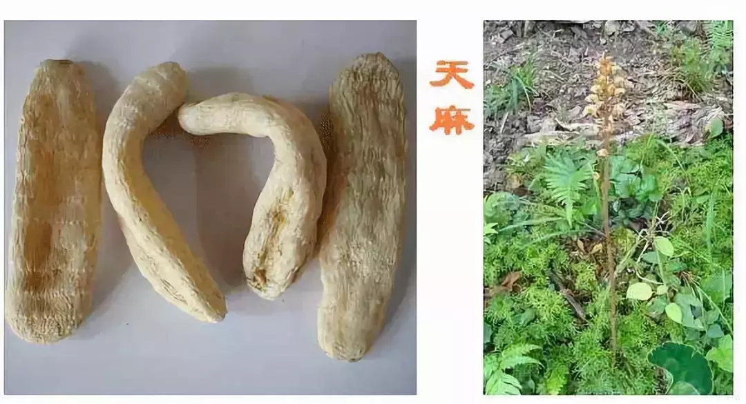 各类中草药药性大全——通俗易懂,值得学习,附高清图,太难得了! - 知乎