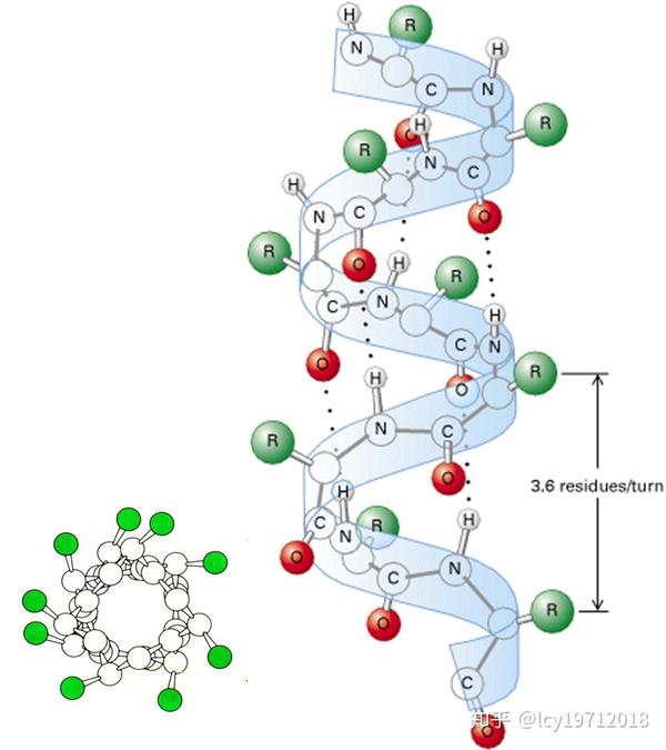 在α-螺旋中,氨基酸残基的侧链伸向外侧,相邻的螺圈之间形成链内氢键