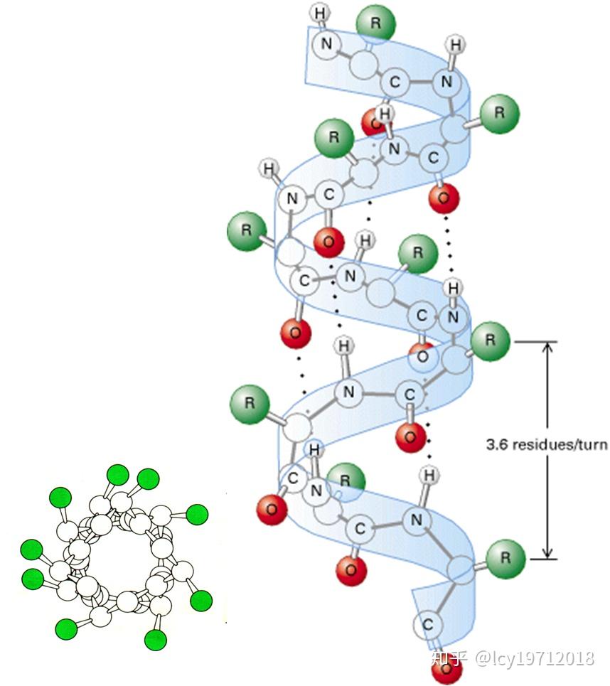 由l型氨基酸构成的多肽链可以卷曲成右手螺旋,也可卷曲成左手螺旋,但