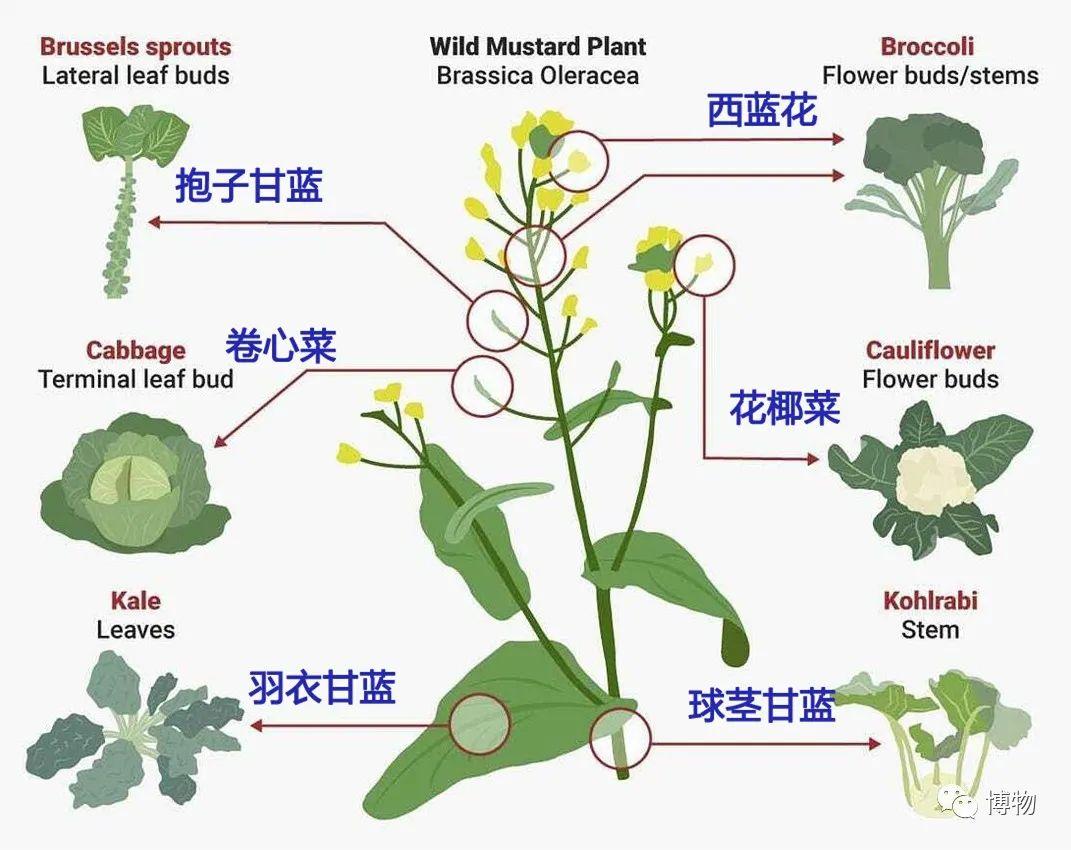 我疯了卷心菜西蓝花菜花都是一种植物