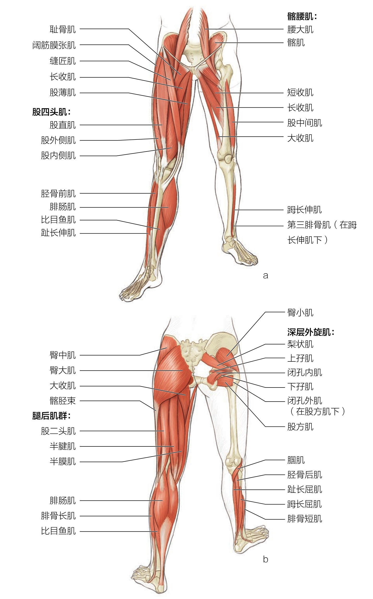 小腿肌肉分布图图片