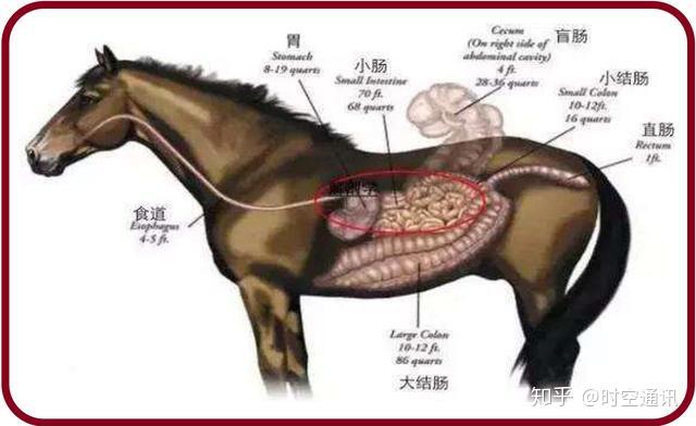 进化的结果就是胃肠消化系统形成了某种独特的功能,越来越适应食草.