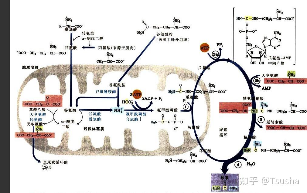 生化代谢产能分析荟萃 - 知乎